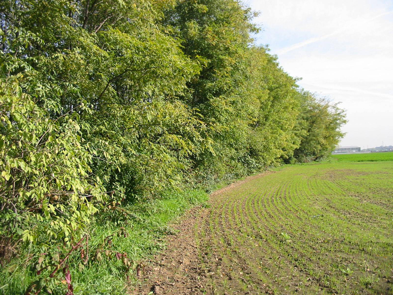 Fascia boscata fontanili